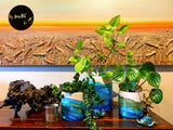 Trio of indoor designer planters for the best beach front inspired interiors