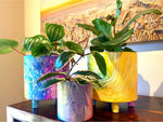 Ripple & Patch Rainbow Dream Cylinder Pots