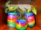 Rio Carnival XO Cylinder Pots