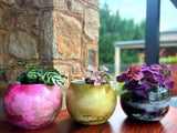 Cosmic Blush SM Moon Pots