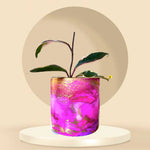 Midnight Pink Escapades Cylinder Pots