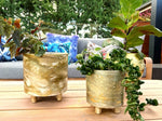 Celestial Astronomer LeQuad Planters